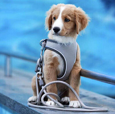 Max Molly Matrix 2.0 Air Vest Köpek Göğüs Tasması - Mavi (XSmall)