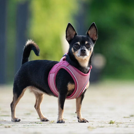 Max Molly Matrix 2.0 Air Vest Köpek Göğüs Tasması - Rose (Large) - 3