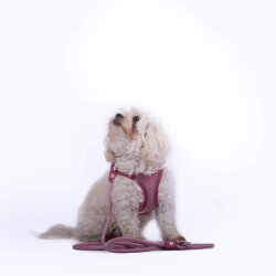 Max Molly Matrix 2.0 Air Vest Köpek Göğüs Tasması - Rose (Medium) - 4