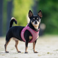 Max Molly Matrix 2.0 Air Vest Köpek Göğüs Tasması - Rose (Small) - 3