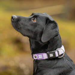 Max Molly Matrix 2.0 Akıllı Künyeli Köpek Boyun Tasması - Lila (L) - 4