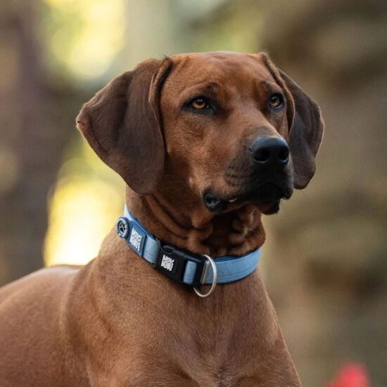 Max Molly Matrix 2.0 Akıllı Künyeli Köpek Boyun Tasması - Mavi (M) - 4