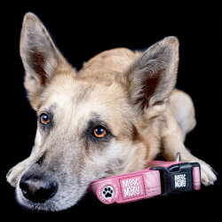 Max Molly Matrix 2.0 Akıllı Künyeli Köpek Boyun Tasması - Rose (L) - 5