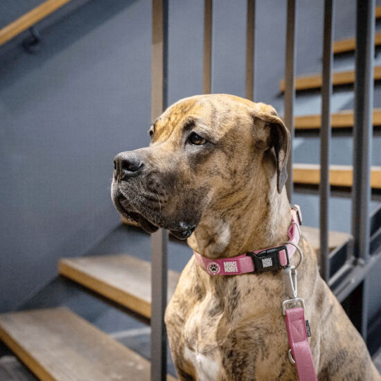 Max Molly Matrix 2.0 Akıllı Künyeli Köpek Boyun Tasması - Rose (M) - 4