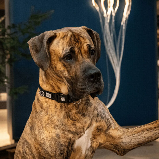 Max Molly Matrix 2.0 Akıllı Künyeli Köpek Boyun Tasması - Siyah (XS) - 4