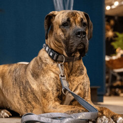 Max Molly Matrix 2.0 Akıllı Künyeli Köpek Boyun Tasması - Stone (L) - 4