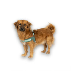 Max Molly Matrix 2.0 Akıllı Künyeli Q-Fit Köpek Göğüs Tasması - Jade (Small) - 6