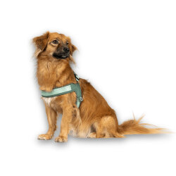 Max Molly Matrix 2.0 Akıllı Künyeli Q-Fit Köpek Göğüs Tasması - Jade (XXSmall) - 5