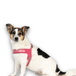 Max Molly Matrix 2.0 Akıllı Künyeli Q-Fit Köpek Göğüs Tasması - Rose (Medium) - 5