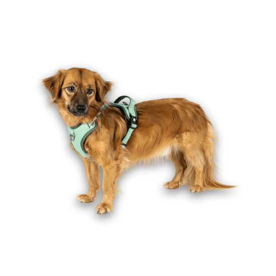 Max Molly Matrix 2.0 Akıllı Künyeli Sport Köpek Göğüs Tasması - Jade (Medium) - 6