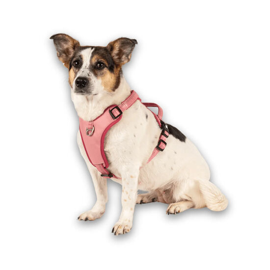 Max Molly Matrix 2.0 Akıllı Künyeli Sport Köpek Göğüs Tasması - Rose (Medium) - 6