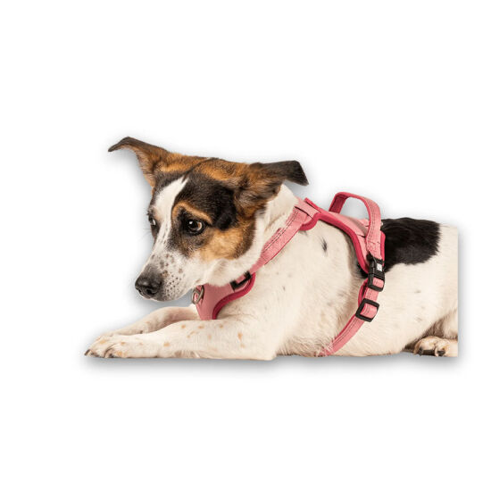 Max Molly Matrix 2.0 Akıllı Künyeli Sport Köpek Göğüs Tasması - Rose (Medium) - 7