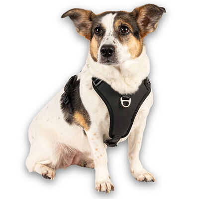 Max Molly Matrix 2.0 Akıllı Künyeli Sport Köpek Göğüs Tasması - Siyah (Medium)