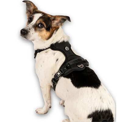 Max Molly Matrix 2.0 Akıllı Künyeli Sport Köpek Göğüs Tasması - Siyah (Medium)