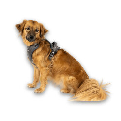 Max Molly Matrix 2.0 Akıllı Künyeli Sport Köpek Göğüs Tasması - Stone (Large) - 6