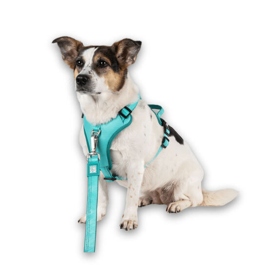 Max Molly Matrix 2.0 Akıllı Künyeli Sport Köpek Göğüs Tasması - Turkuaz (XL) - 5