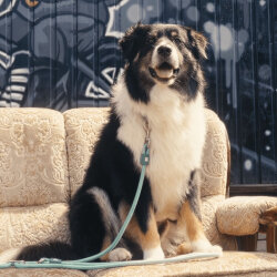 Max Molly Matrix 2.0 Rope Leash Çok Fonksiyonlu Köpek Gezdirme Kayışı - Jade (Medium) - 2