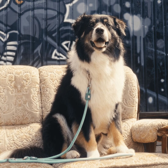 Max Molly Matrix 2.0 Rope Leash Çok Fonksiyonlu Köpek Gezdirme Kayışı - Jade (Medium) - 2