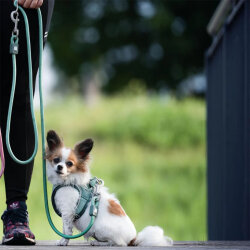 Max Molly Matrix 2.0 Rope Leash Çok Fonksiyonlu Köpek Gezdirme Kayışı - Jade (Medium) - 3