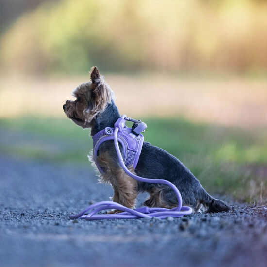 Max Molly Matrix 2.0 Rope Leash Çok Fonksiyonlu Köpek Gezdirme Kayışı - Lila (Small) - 2