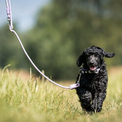 Max Molly Matrix 2.0 Rope Leash Çok Fonksiyonlu Köpek Gezdirme Kayışı - Lila (Small) - 3