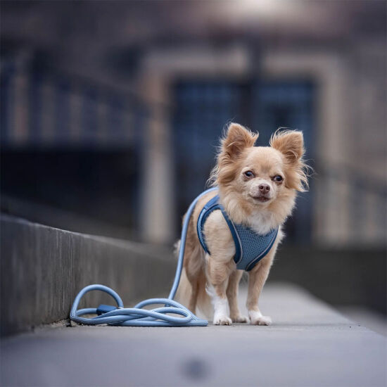 Max Molly Matrix 2.0 Rope Leash Çok Fonksiyonlu Köpek Gezdirme Kayışı - Mavi (Medium) - 2