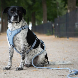 Max Molly Matrix 2.0 Rope Leash Çok Fonksiyonlu Köpek Gezdirme Kayışı - Mavi (Medium) - 3