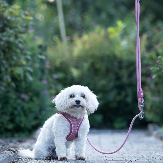 Max Molly Matrix 2.0 Rope Leash Çok Fonksiyonlu Köpek Gezdirme Kayışı - Rose (Small) - 2