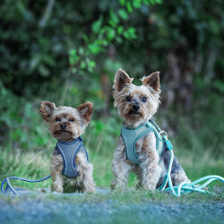 Max Molly Matrix 2.0 Rope Leash Çok Fonksiyonlu Köpek Gezdirme Kayışı - Turkuaz (Small) - 2