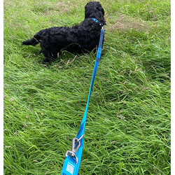 Max Molly Matrix Blue Köpek Gezdirme Kayışı (XSmall) - Thumbnail