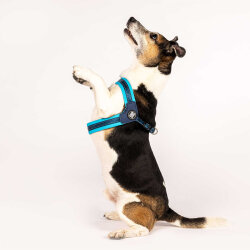 Max Molly Matrix Blue Q-Fit Köpek Göğüs Tasması (Large) - 5
