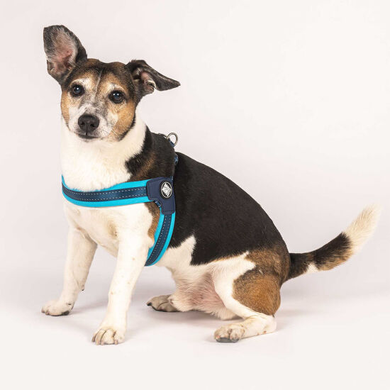 Max Molly Matrix Blue Q-Fit Köpek Göğüs Tasması (XXSmall) - 4