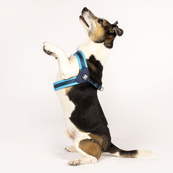 Max Molly Matrix Blue Q-Fit Köpek Göğüs Tasması (XXSmall) - Thumbnail