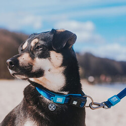 Max Molly Matrix Blue Smart ID Köpek Boyun Tasması (Medium) - Thumbnail