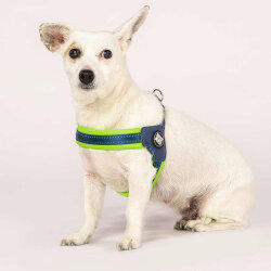 Max Molly Matrix Green Q-Fit Köpek Göğüs Tasması (Medium) - 4