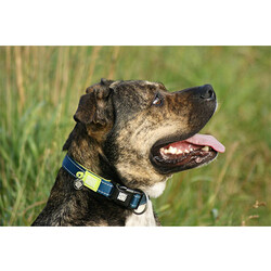 Max Molly Matrix Green Smart ID Köpek Boyun Tasması (XSmall) - Thumbnail