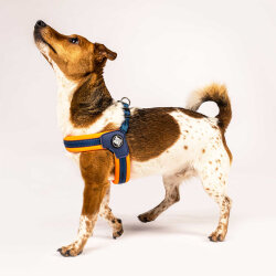 Max Molly Matrix Orange Q-Fit Köpek Göğüs Tasması (Medium) - 4