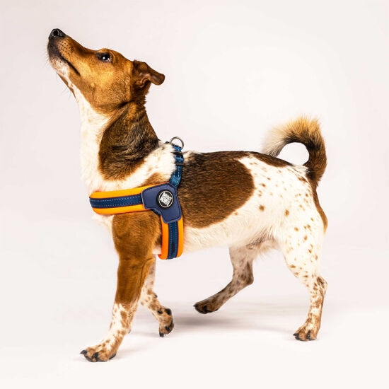 Max Molly Matrix Orange Q-Fit Köpek Göğüs Tasması (XXSmall) - 4