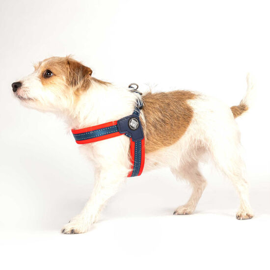 Max Molly Matrix Red Q-Fit Köpek Göğüs Tasması (XXSmall) - 4