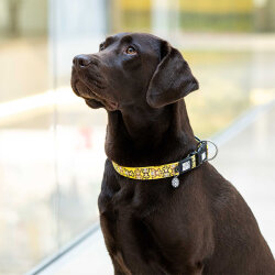 Max Molly Monkey Maniac Smart ID Köpek Boyun Tasması Medium - 6