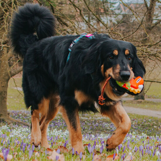 Max Molly Otto the Dino Snuggles Köpek Oyuncağı - 3