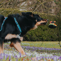 Max Molly Otto the Dino Snuggles Köpek Oyuncağı - 4