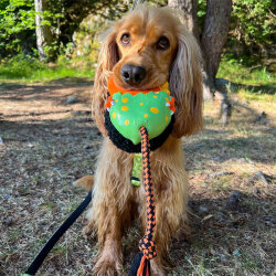 Max Molly Otto the Dino Snuggles Köpek Oyuncağı - 6