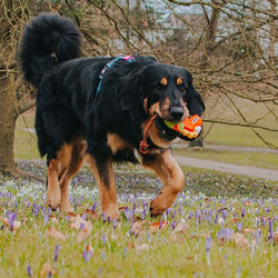 Max Molly Otto the Dino Snuggles Köpek Oyuncağı - Thumbnail