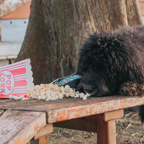 Max Molly Popcorn Smart ID Köpek Boyun Tasması Medium - 5