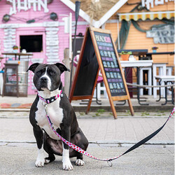 Max Molly Strawberry Dream Desenli Köpek Gezdirme Kayışı (Medium) - Thumbnail