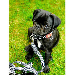 Max Molly Zebra Desenli Köpek Gezdirme Kayışı (XSmall) - Thumbnail