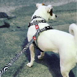 Max Molly Zebra Desenli Köpek Göğüs Tasması (Small) - Thumbnail