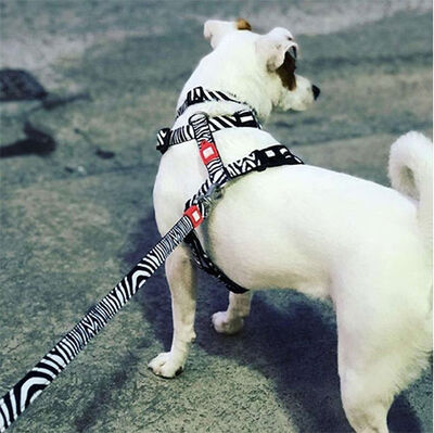 Max Molly Zebra Desenli Köpek Göğüs Tasması (XSmall)