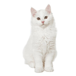 Natures Protection White Cat Beyaz Tüylü Kedi Maması 1,5 Kg - Thumbnail